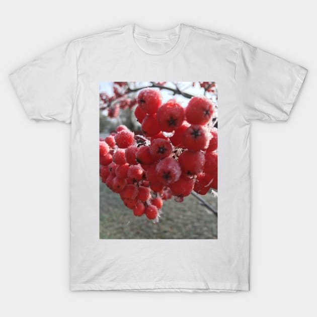 Mountain Ash Berries a Cold  and Frosty November Morning T-Shirt by Ric1926